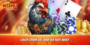 Cách chọn gà chọi đá hay nhất